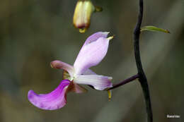 Image of Eulophia livingstoneana (Rchb. fil.) Summerh.