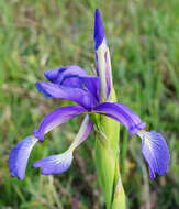 Image of Blue Iris