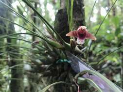 Image of Maxillaria sanguinea Rolfe