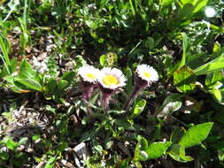 Image of arctic alpine fleabane