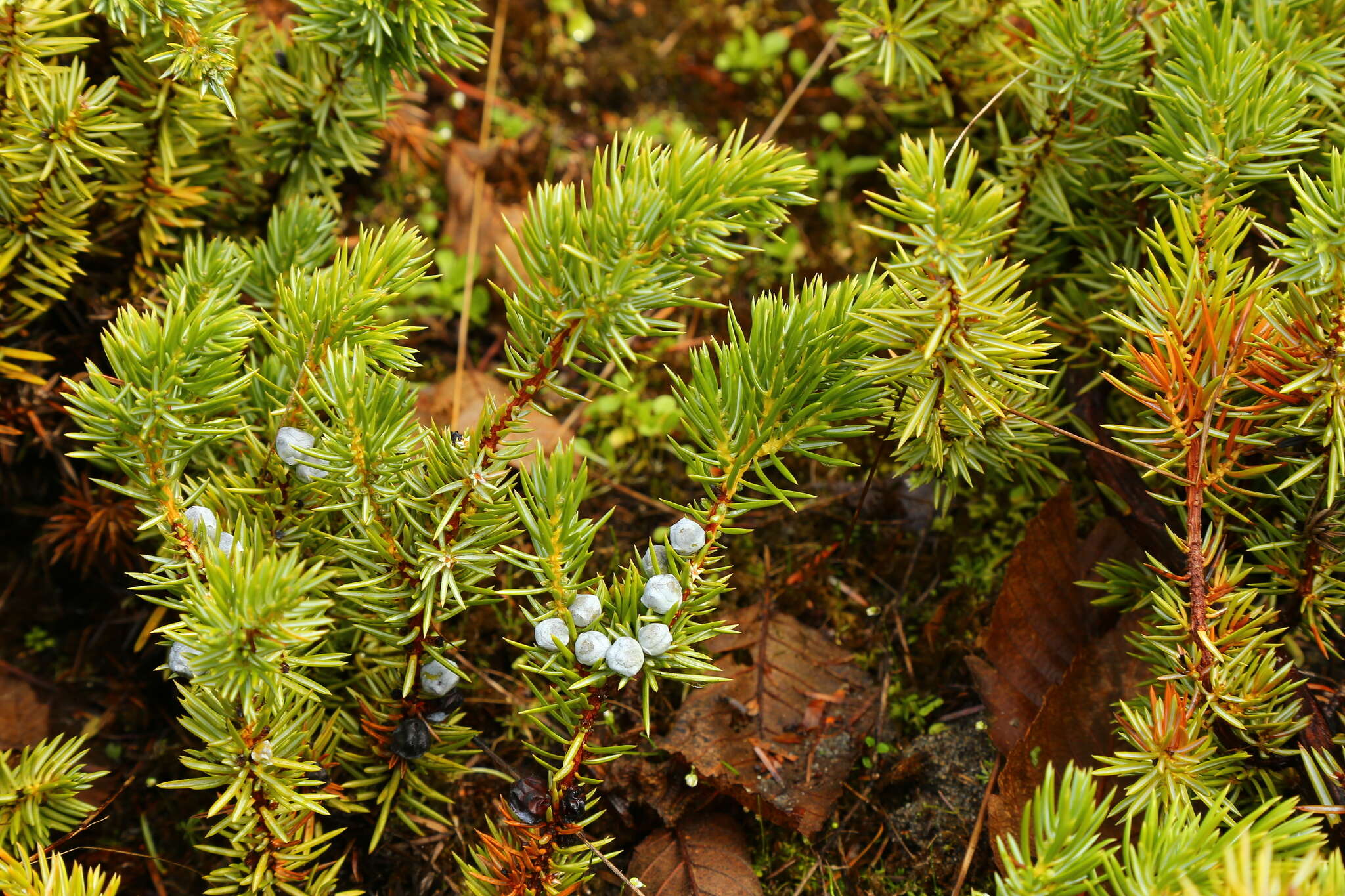 Image of shore juniper