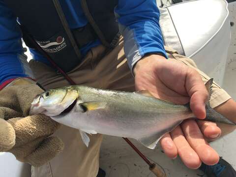 Image of bluefishes