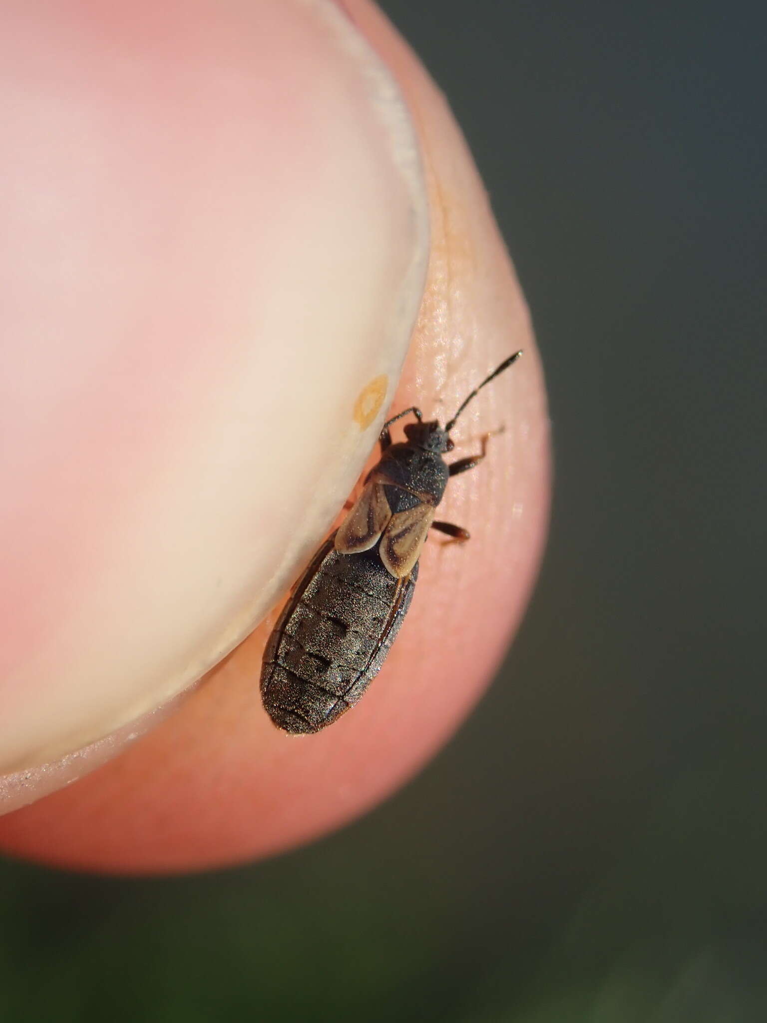 Image of European Chinchbug