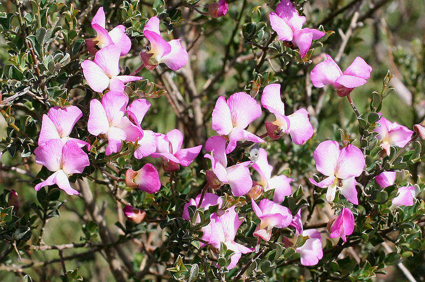 Plancia ëd Podalyria microphylla E. Mey.