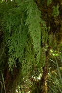 Image de Hymenophyllum pulcherrimum Col.