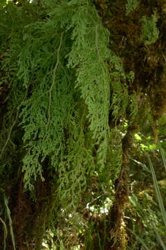 Image de Hymenophyllum pulcherrimum Col.