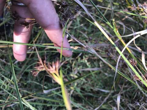 Слика од Rhynchospora glomerata (L.) Vahl