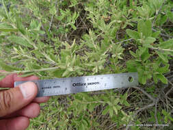 Image of Quercus microphylla Née