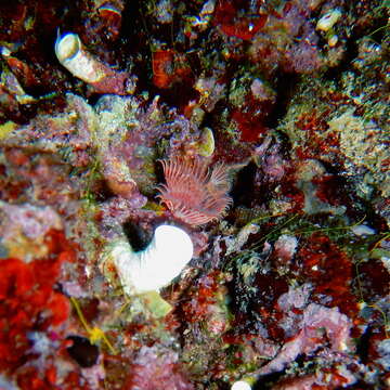 Image of Limy tube worm