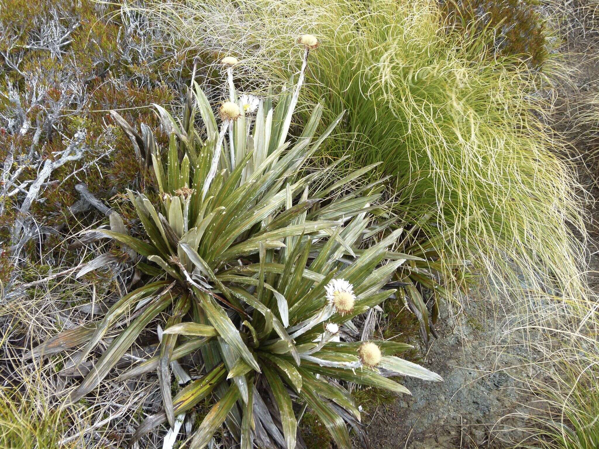 Plancia ëd Celmisia coriacea (Forst. fil.) Hook. fil.