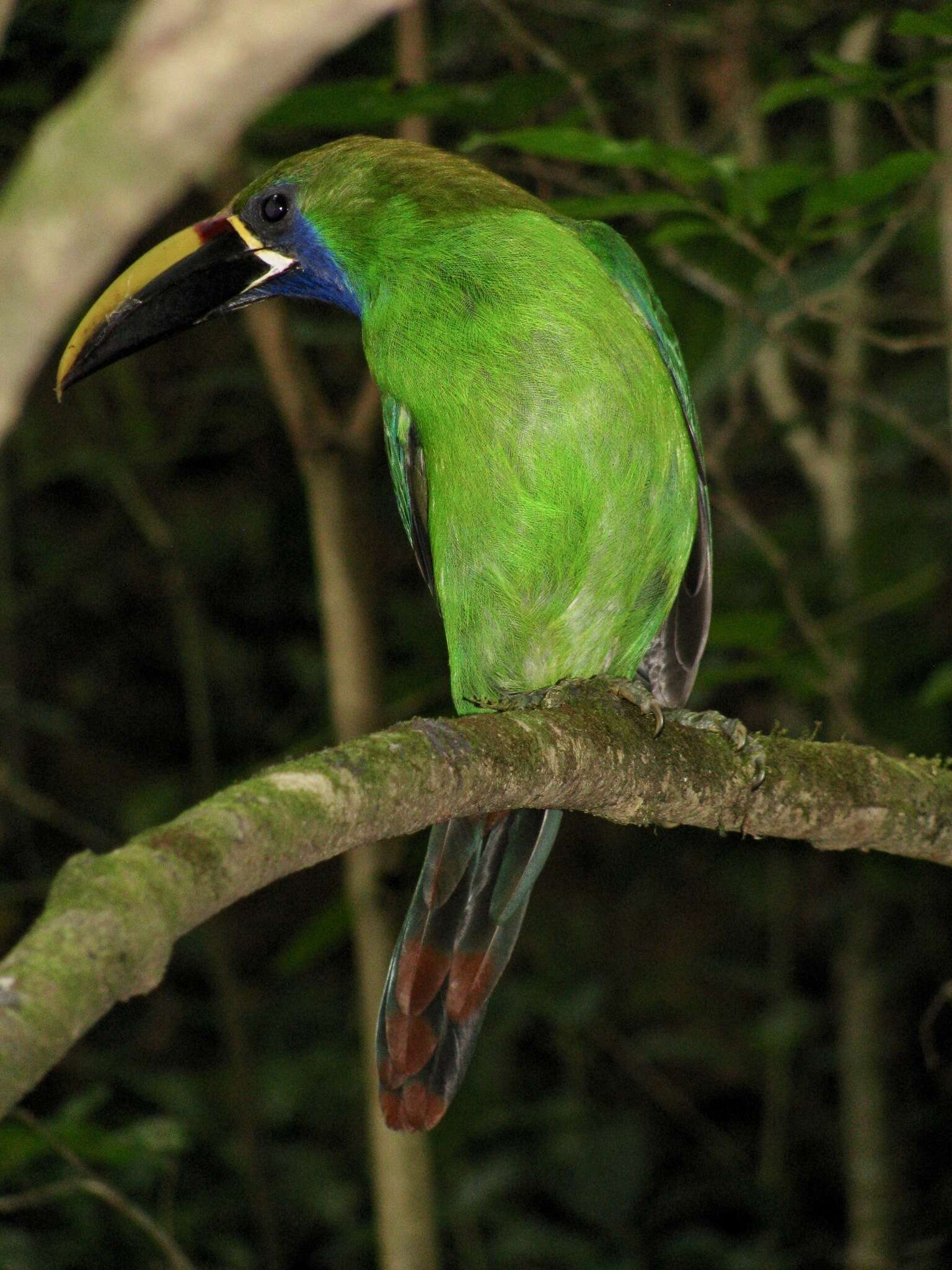 Image of <i>Aulacorhynchus prasinus caeruleogularis</i>