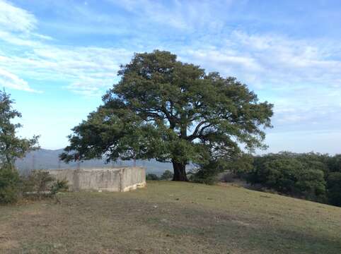 Imagem de Quercus crassipes Bonpl.