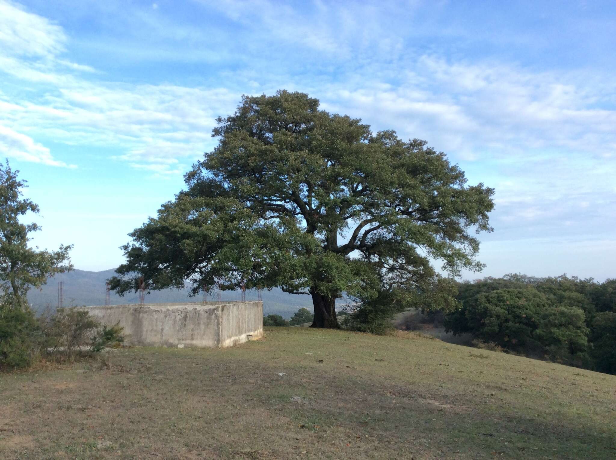 Image of Quercus crassipes Bonpl.