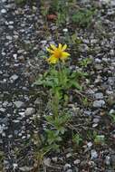 Image of Arnica griscomii Fern.