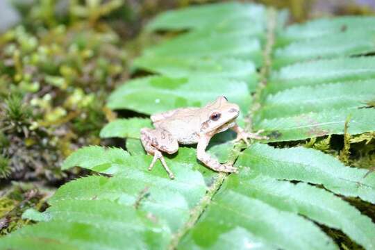 Image of Mountain Chorus Frog