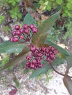 Imagem de Asclepias cordifolia (Benth.) Jepson