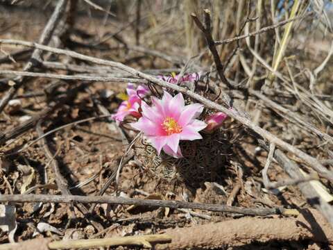 Image of Mammillaria grahamii subsp. sheldonii (Britton & Rose) D. R. Hunt