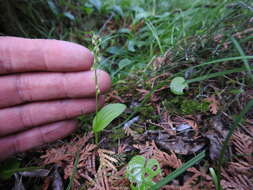 Image de Malaxis monophyllos var. brachypoda (A. Gray) P. Morris & Eames