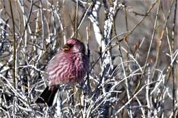 Image of Great Rosefinch