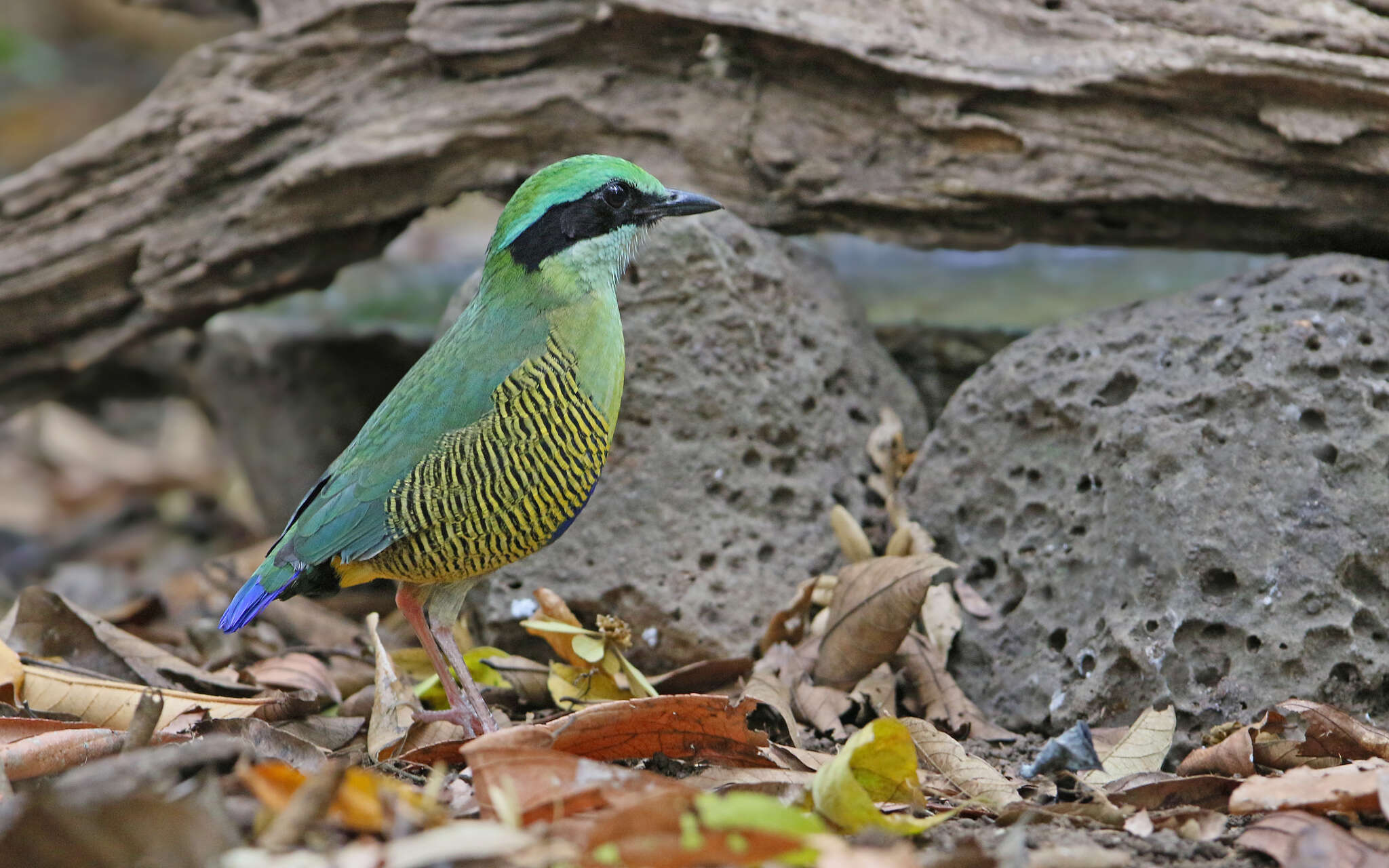 Image of Bar-bellied Pitta