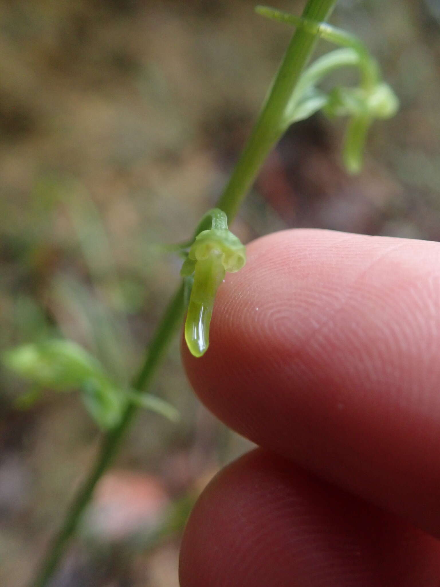 Image of Platanthera angustata (Blume) Lindl.
