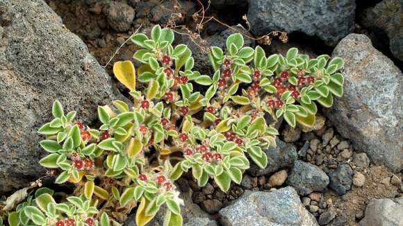 Image of Purslane-leaved aizoon