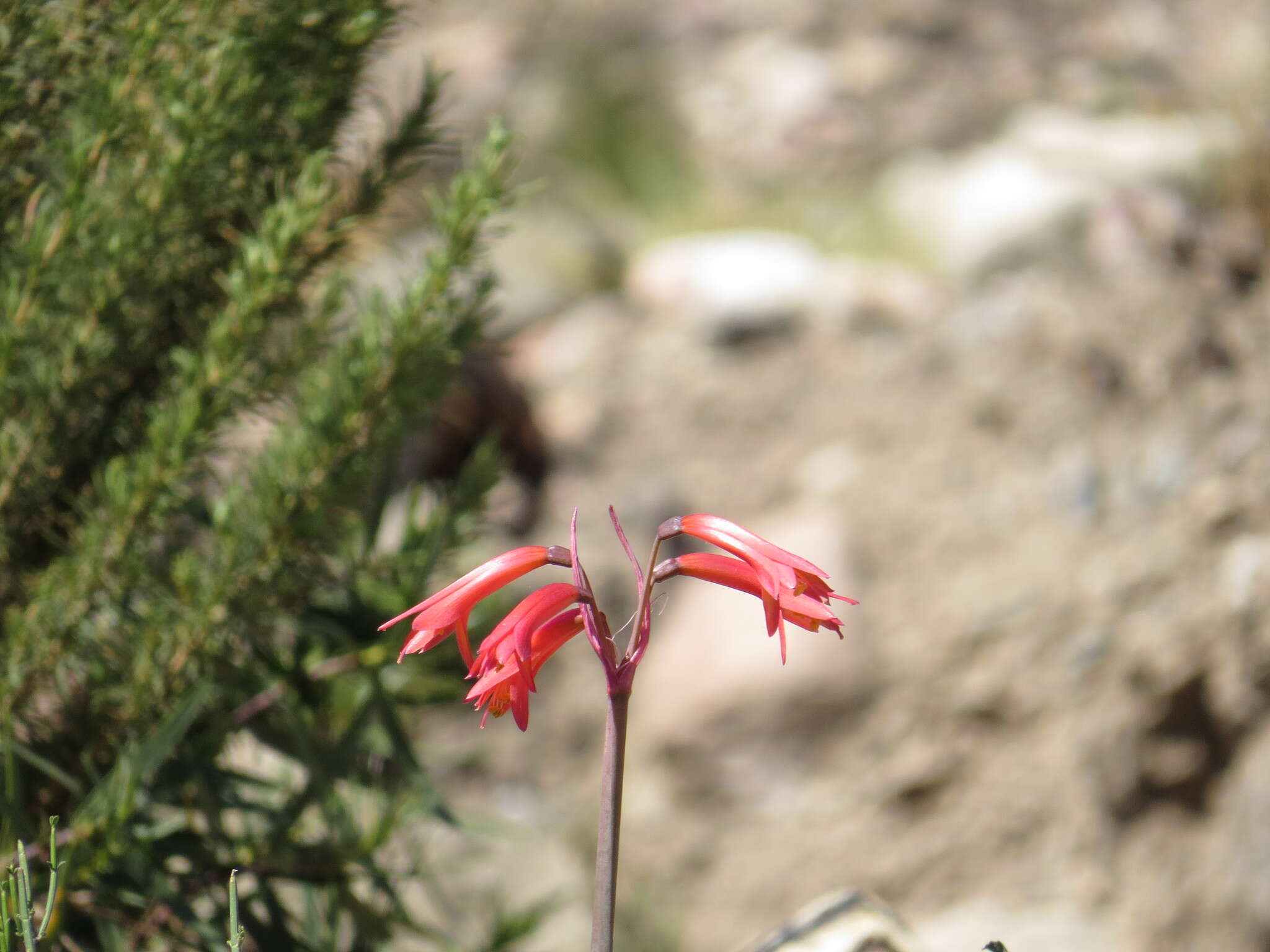 Image of Habranthus gracilifolius Herb.