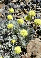 Image of Great Basin Desert buckwheat