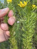 Image of Euryops pinnatipartitus (DC.) B. Nordenst.