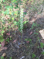 Image of Royal rein orchid