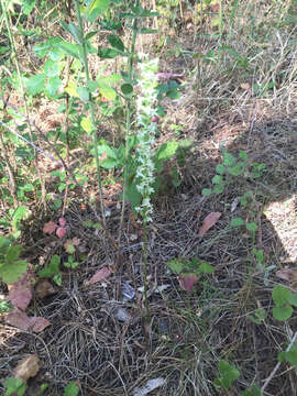 Image of Royal rein orchid