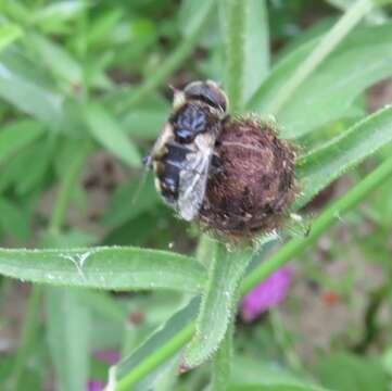 Image of Eristalinus sepulchralis (Linnaeus 1758)