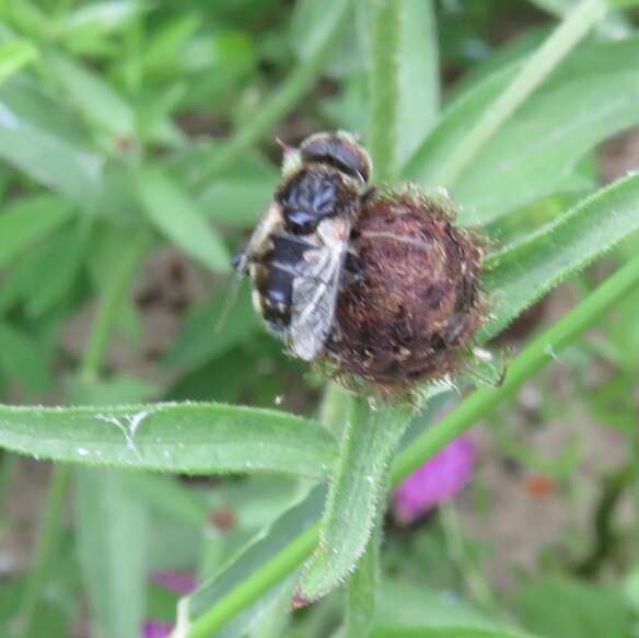 Image of Eristalinus sepulchralis (Linnaeus 1758)