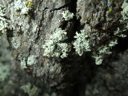 Image of Ramalina baltica Lettau