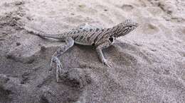 Image of Fringe-toed Sand Lizard