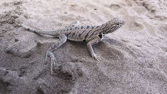 Image of Fringe-toed Sand Lizard