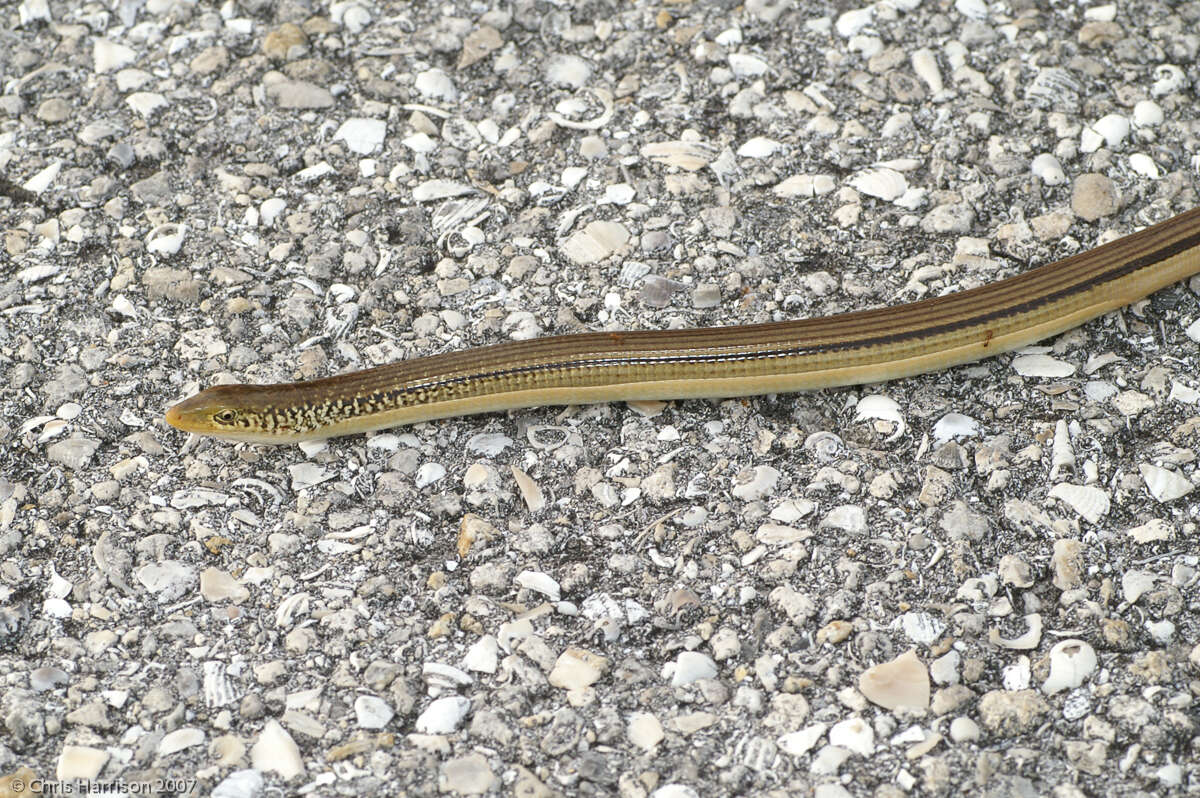 Image of Island Glass Lizard