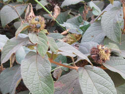 Imagem de Clerodendrum sinuatum Hook.