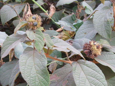 Image of Clerodendrum sinuatum Hook.