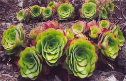 Image of Aeonium canariense subsp. virgineum (Webb) Bañares