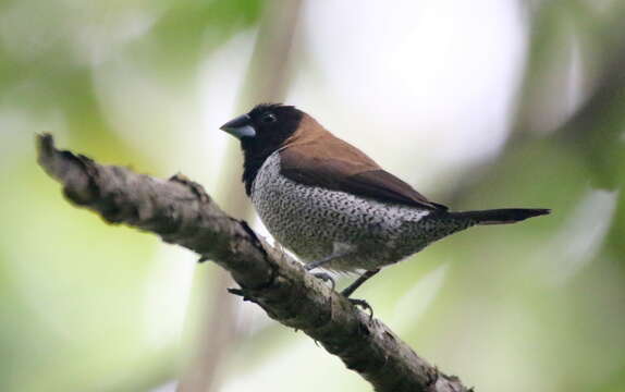 Image of Black-faced Munia