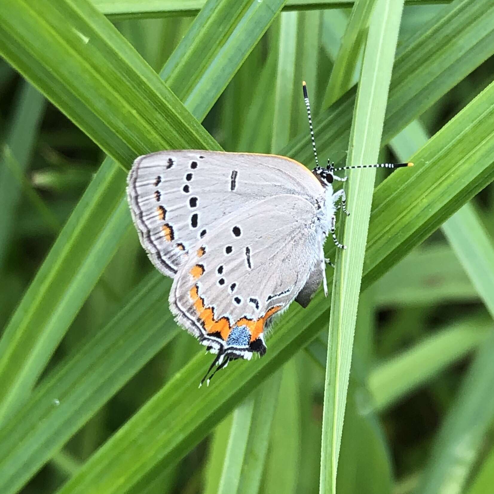 صورة Satyrium acadica (Edwards 1862)