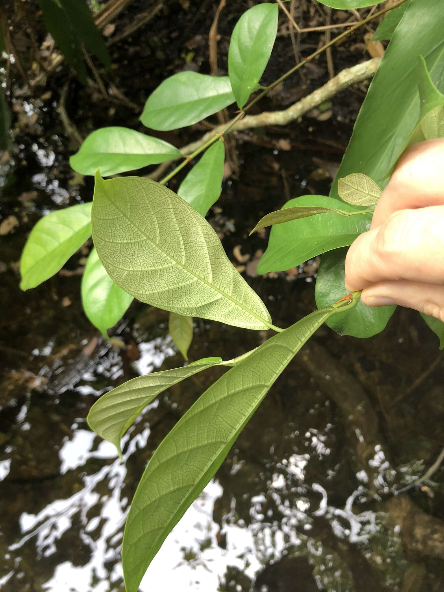 صورة Ficus vasculosa Wall. ex Miq.