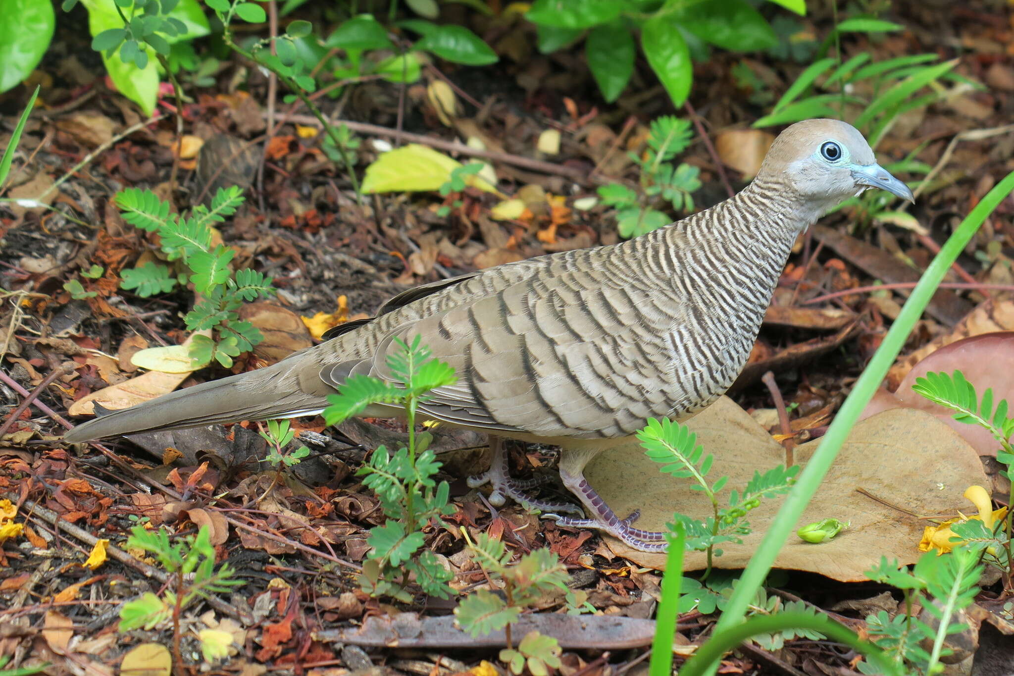 Image of Zebra Dove