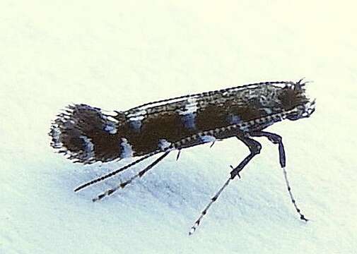 Image of Parornix preciosella (Dietz 1907)