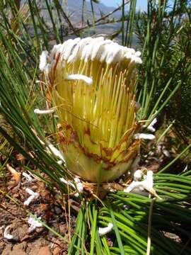 Image of Protea lorea R. Br.