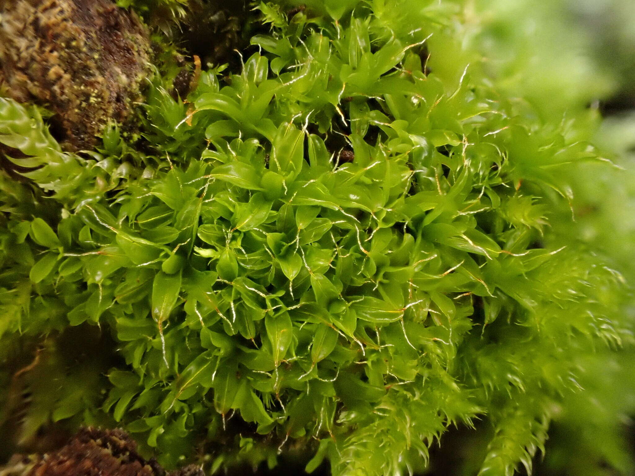 Image of Syntrichia virescens Ochyra 1992