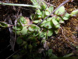 Image of Drymaria fasciculata A. Gray