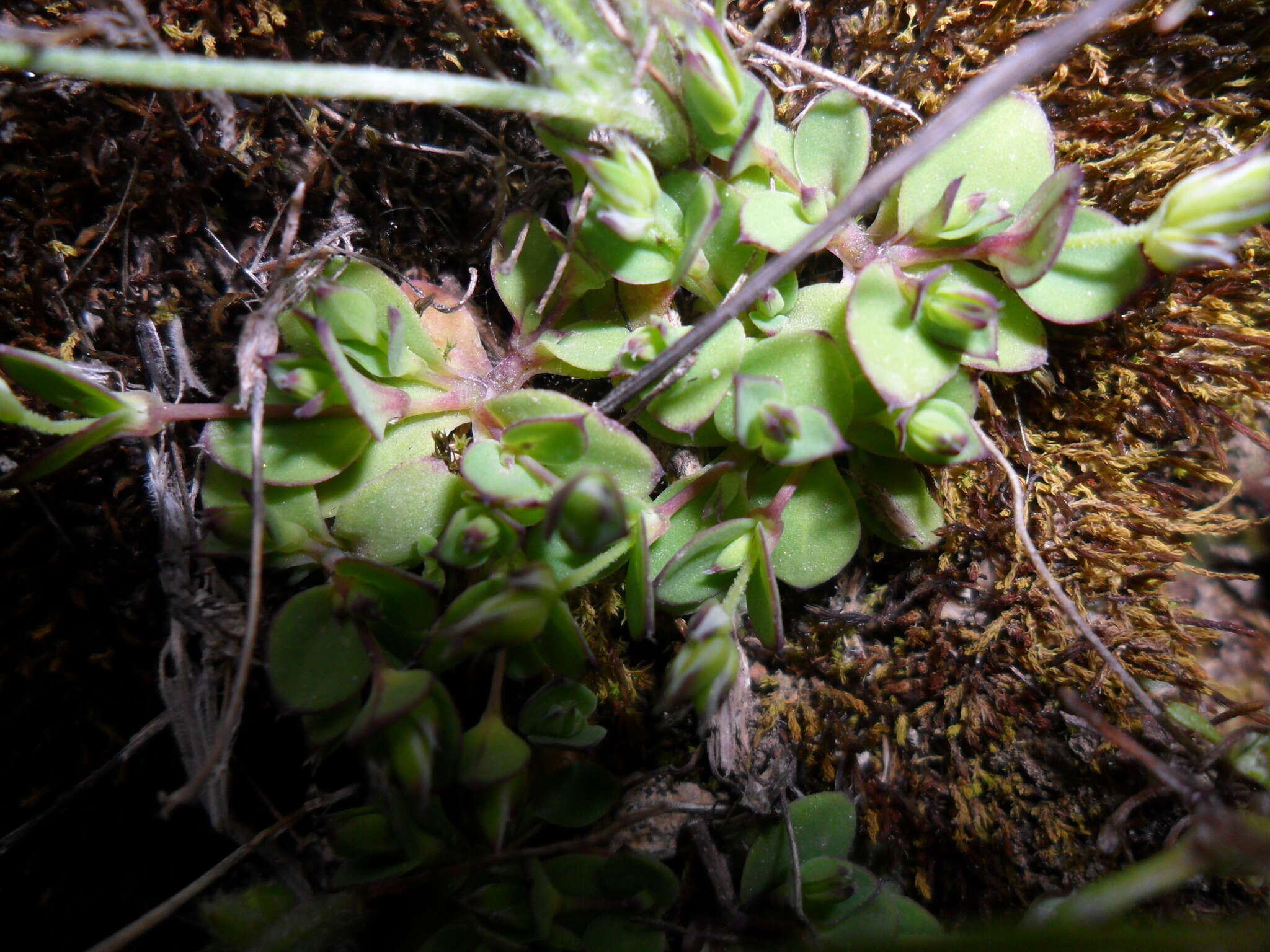 Image of Drymaria fasciculata A. Gray