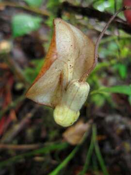 Image de Aristolochia singalangensis Korthals ex Ding Hou